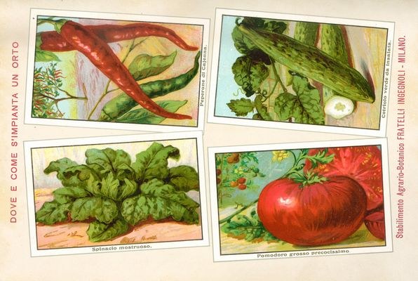 Varietà di ortaggi, tra cui un pomodoro grosso precoce della ditta Ingegnoli 1908