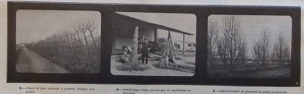 Il pero e il melo nella grande coltura e nei frutteti specializzati, in Giornale di agricoltura della Domenica, 2 agosto 1914, pp. 254-255