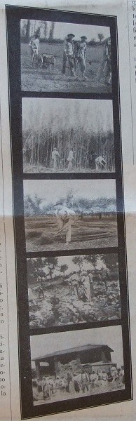 La coltivazione della canapa, in Giornale di agricoltura della Domenica, 2 agosto 1914, p. 253