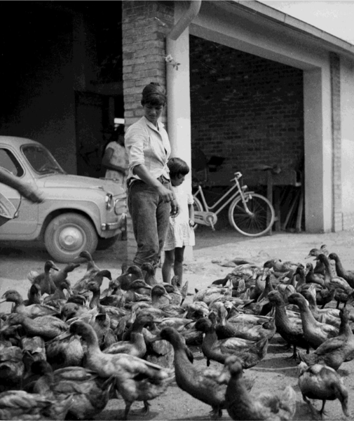 Piccolo allevamento di animali da cortile_Archivio Ente Delta Padano