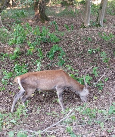 Cervo di Bosco Mesola_Foto Finessi