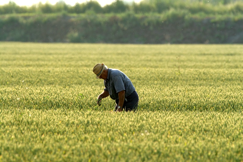 Anziano al lavoro - foto Marchetti