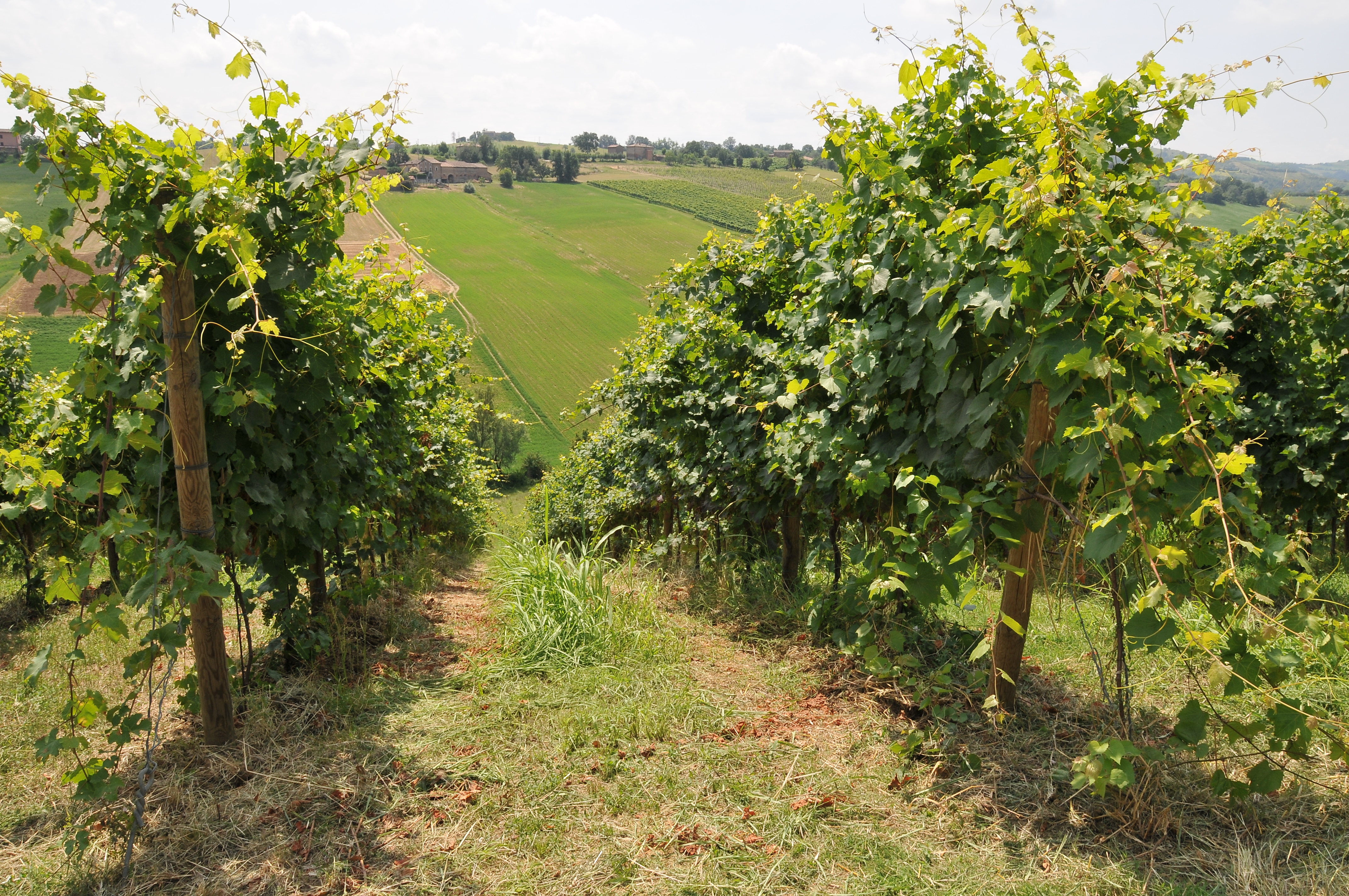 Vigna Levizzano