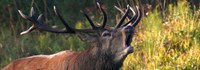 Approvati i Piani di prelievo del Cervo e del Muflone per la stagione venatoria in corso