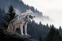 Il lupo allo specchio - il lupo dagli Appennini al mare