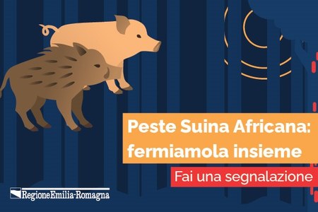 Peste Suina Africana, fai una segnalazione