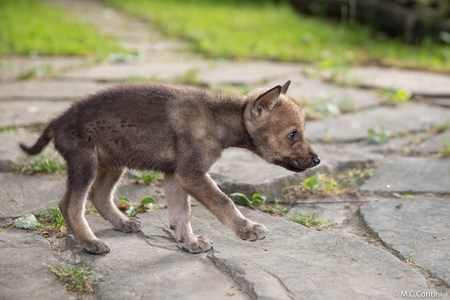 Piccoli di lupo, non prenderli!