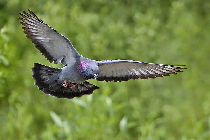 columba livia domestica.jpg