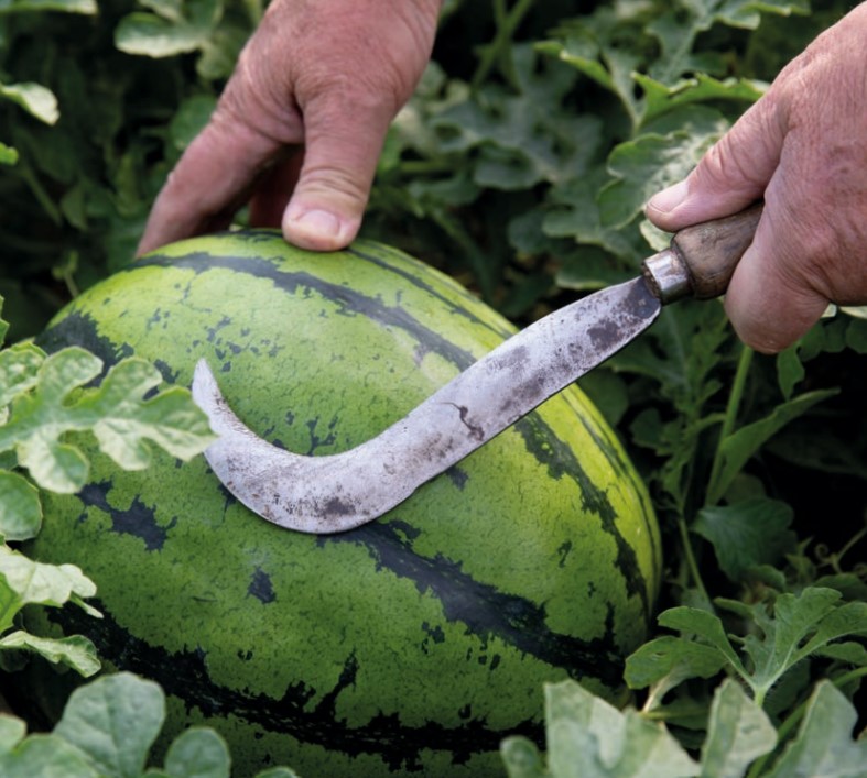 Roncola dello staccatore sull'Anguria Reggiana Igp, ph. Consorzio