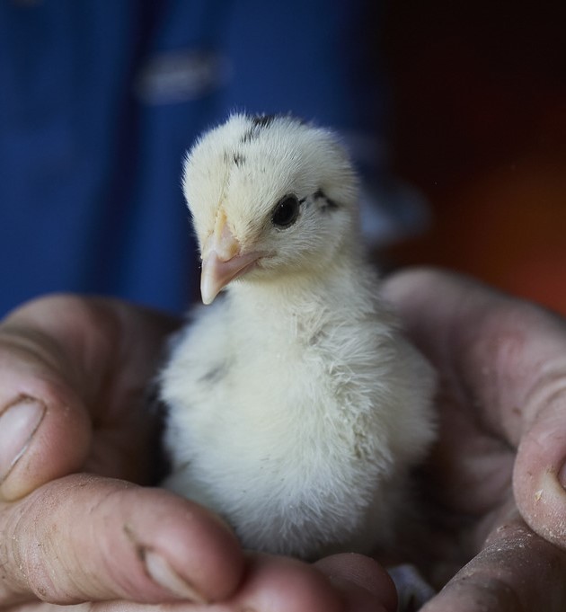 Pulcino di pollo romagnolo, ph. O. Migliore per Slow Food Italia