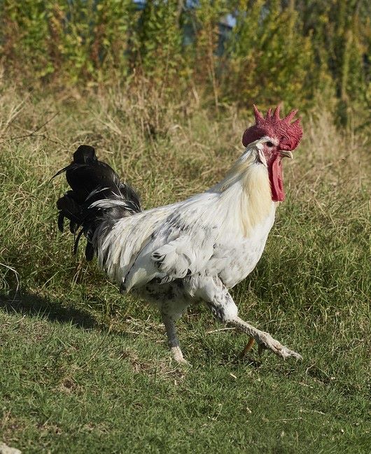 Pollo romagnolo che razzola, ph. O. Migliore per Slow Food Italia