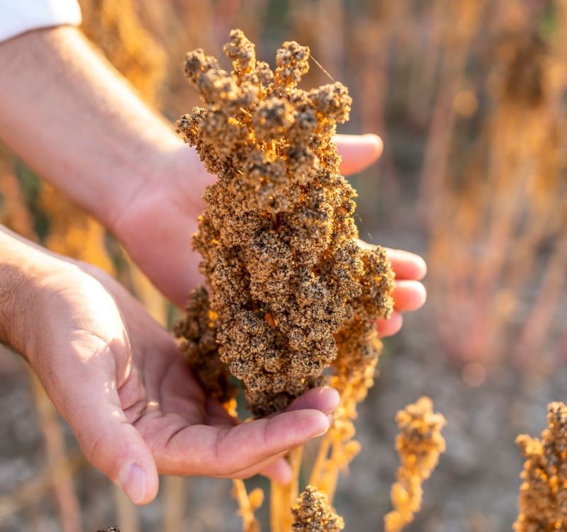 Pianta di quinoa pronta per la raccolta, ph. pagina Quin Italia