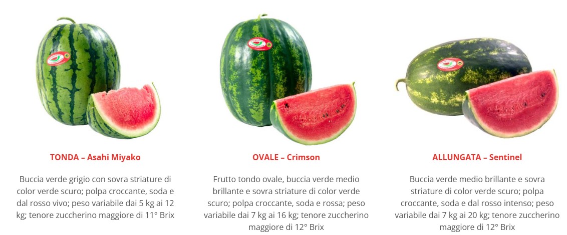 Le tre varietà di anguria rientranti nella Igp, foto sito Consorzio