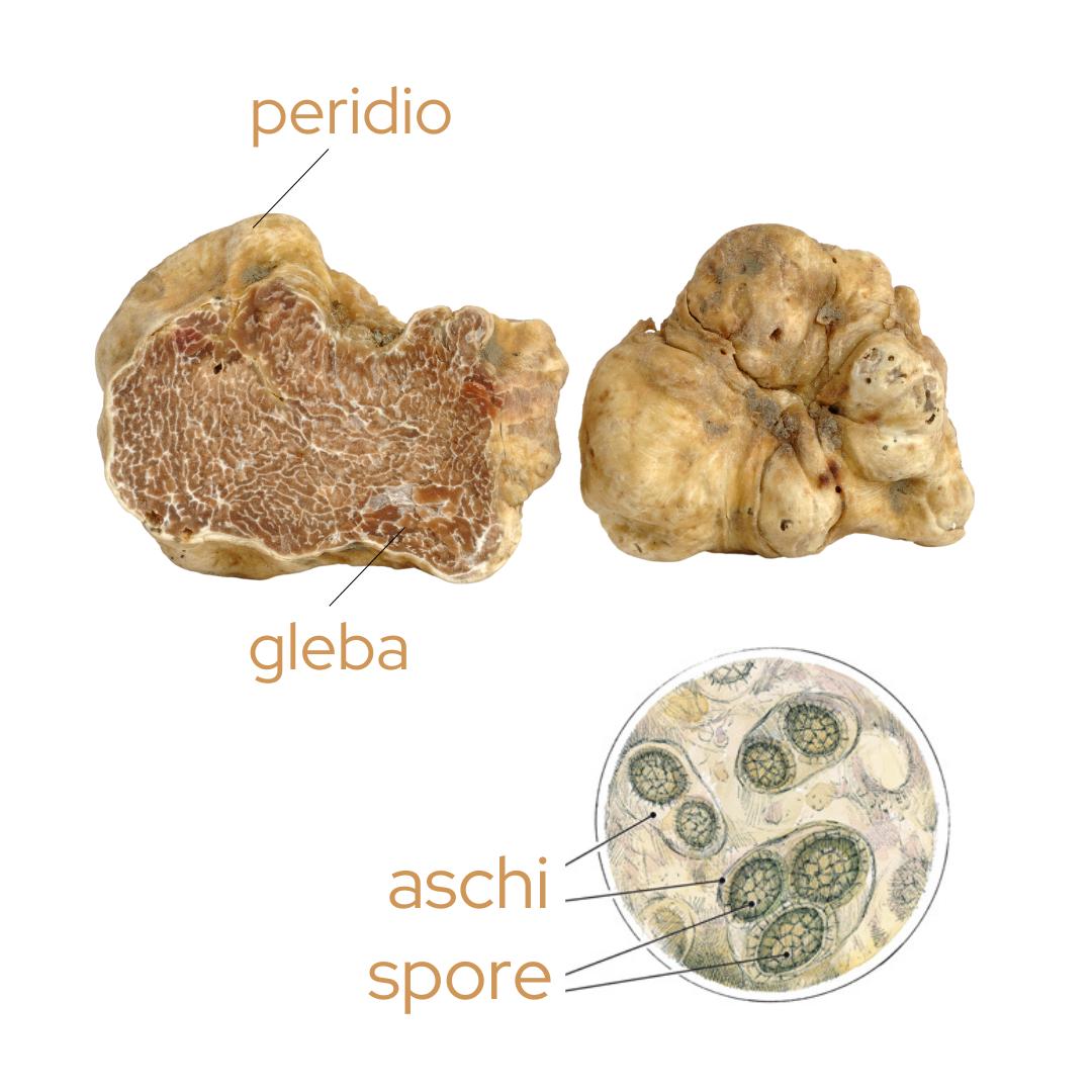 Rappresentazione schematica delle diverse parti di un tartufo (peridio esterno e gleba interna)