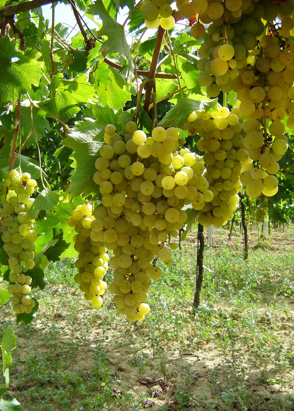 Grappolo di uva Malvasia di Candia aromatica, ph. F. Dell'Aquila