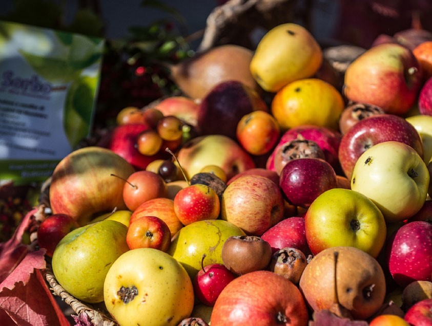 Antiche varietà di frutta esposte alla festa dei frutti dimenticati di Casola Valsenio (RA)
