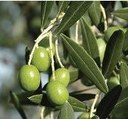 Olio extravergine di oliva Colline di Romagna Dop - olive
