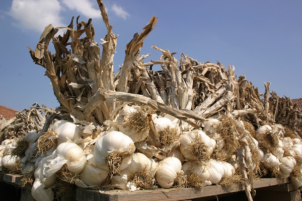 Aglio Voghiera DOP foto Dell'Aquila Fabrizio 