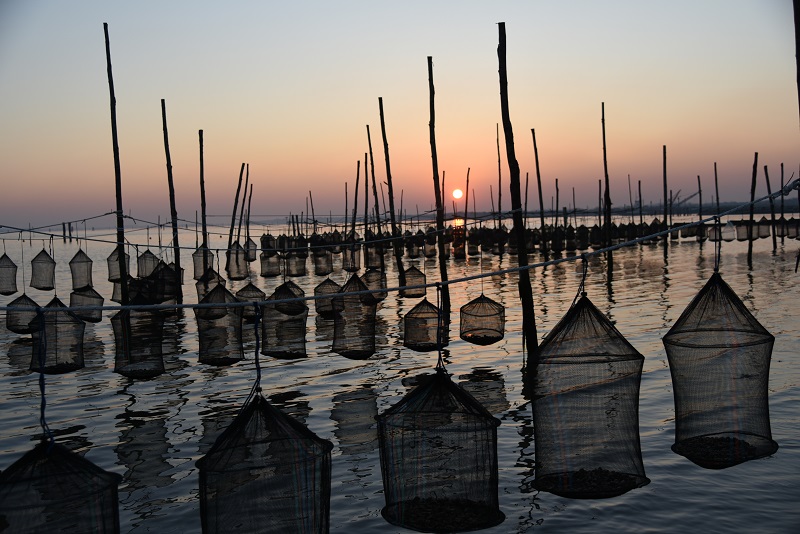 Molluschicoltura nella sacca di Goro, ph. Dell'Aquila