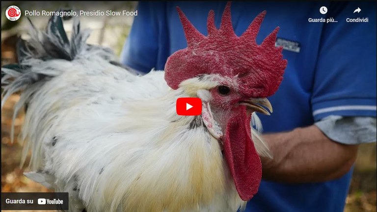 link al video di Slow Food sul pollo romagnolo