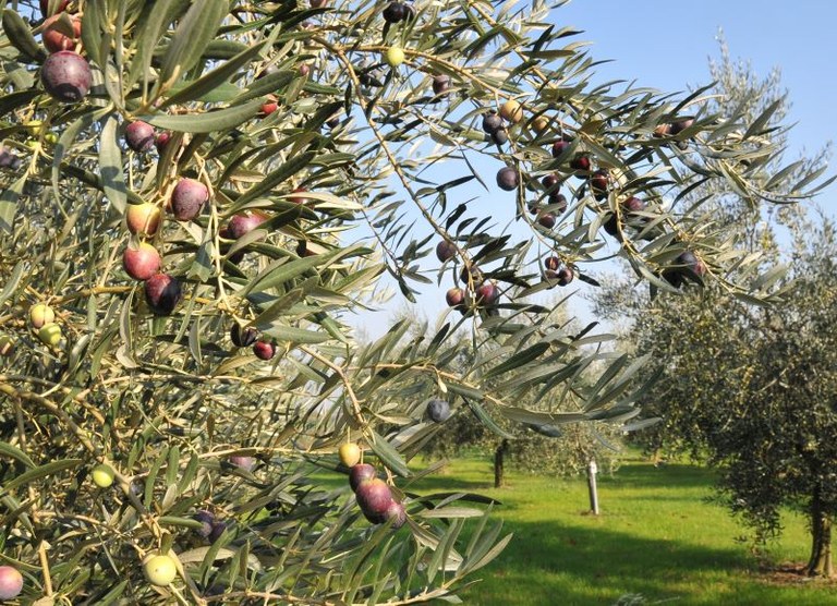 Ulivi di oliva nostrana di Brisighella prima dell raccolta, ph. Dell'Aquila