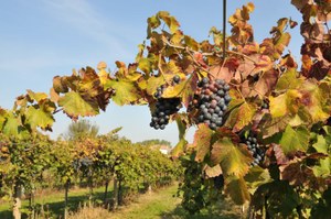 Tempo di vendemmia, tempo di degustazioni