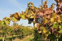 Tempo di vendemmia, tempo di degustazioni