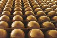 Caseifici aperti e compleanno del Consorzio del Parmigiano Reggiano