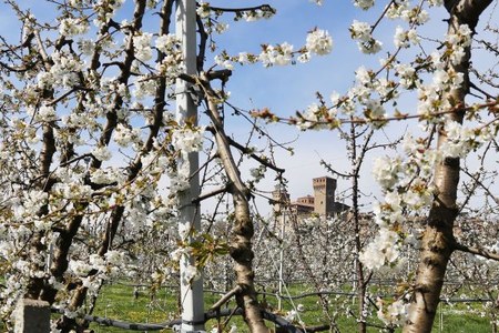 Dal 6 al 14 aprile la Festa dei Ciliegi in Fiore saluta l’inizio della primavera