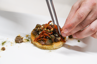 Tortini di funghi con aglio nero