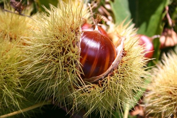 marroni foto Dell'Aquila Agricoltura.jpg