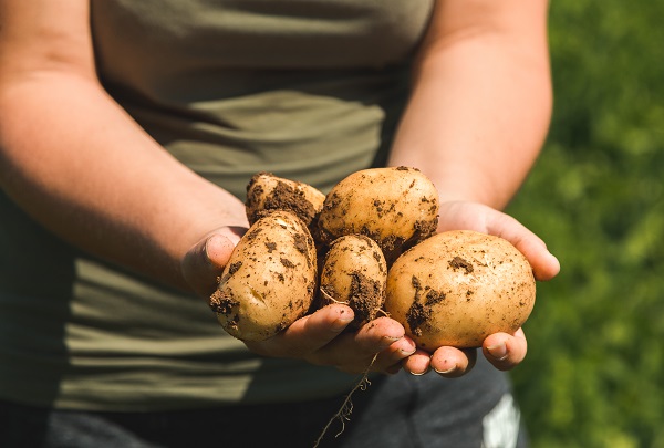 patate fonte Consorzio.jpg