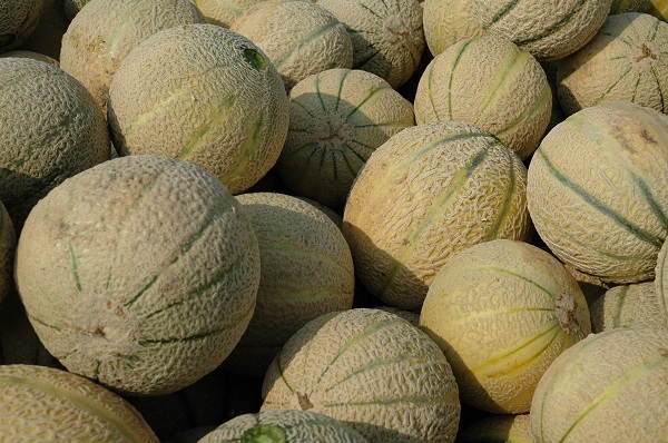 Melone di San Matteo della Decima