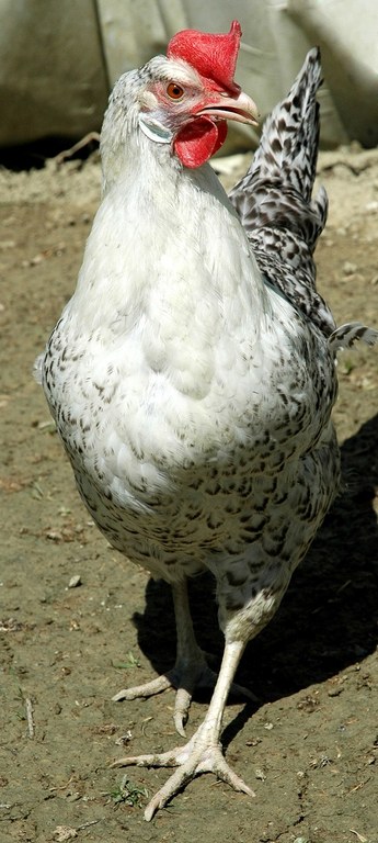 Pollo di razza romagnola