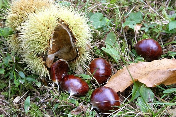 026 Castagna di Vezzolacca foto Dell'Aquila Fabrizio-Diateca.jpg