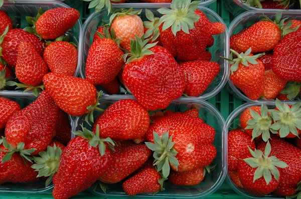 Fragola di romagna foto Dell'Aquila Fabrizio-Diateca Agri.jpg