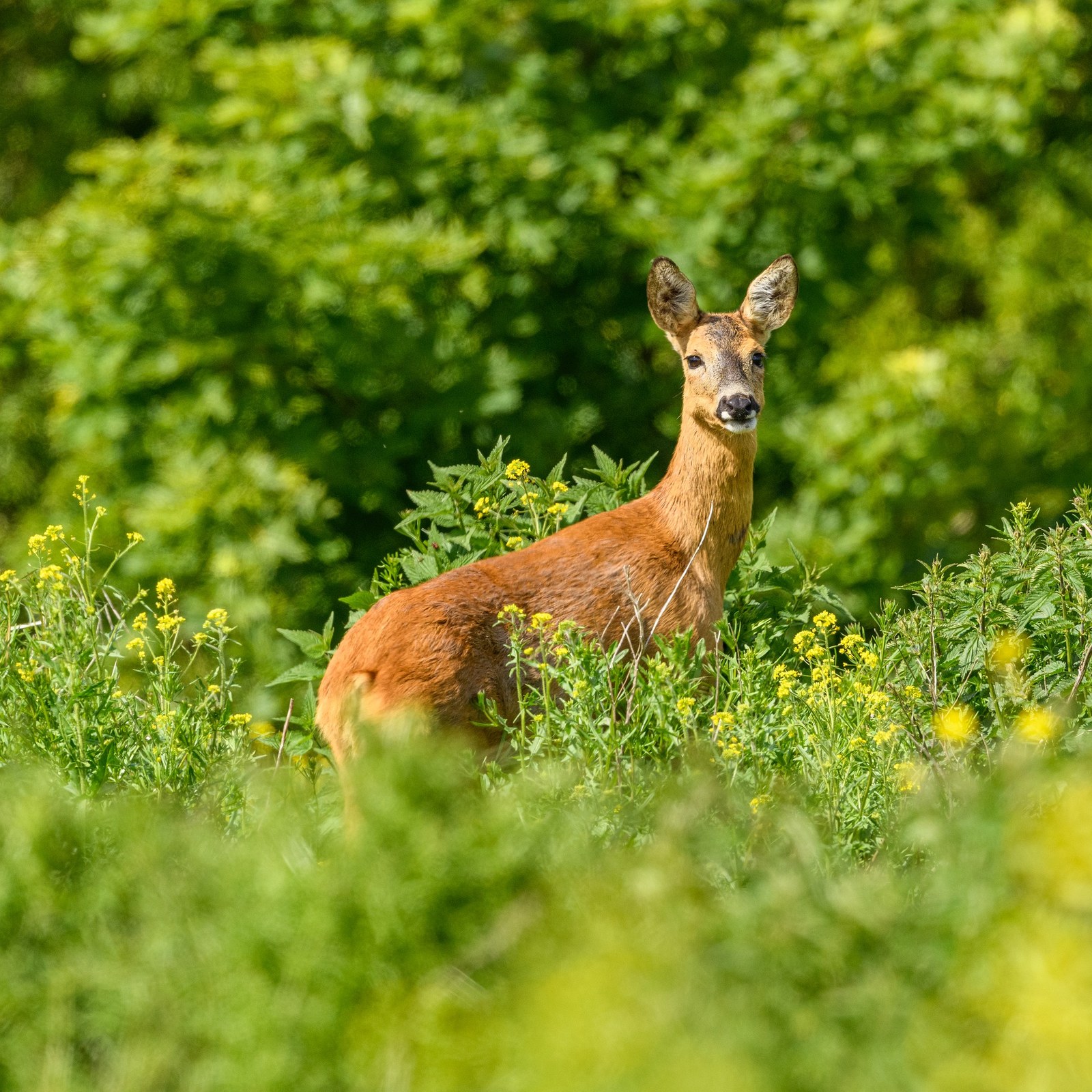 Capriolo - Agricoltura, caccia e pesca
