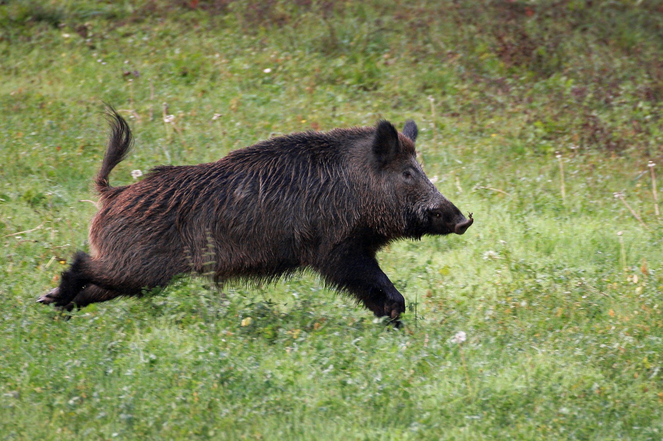 Cinghiale - foto Andrea Dal Pian 