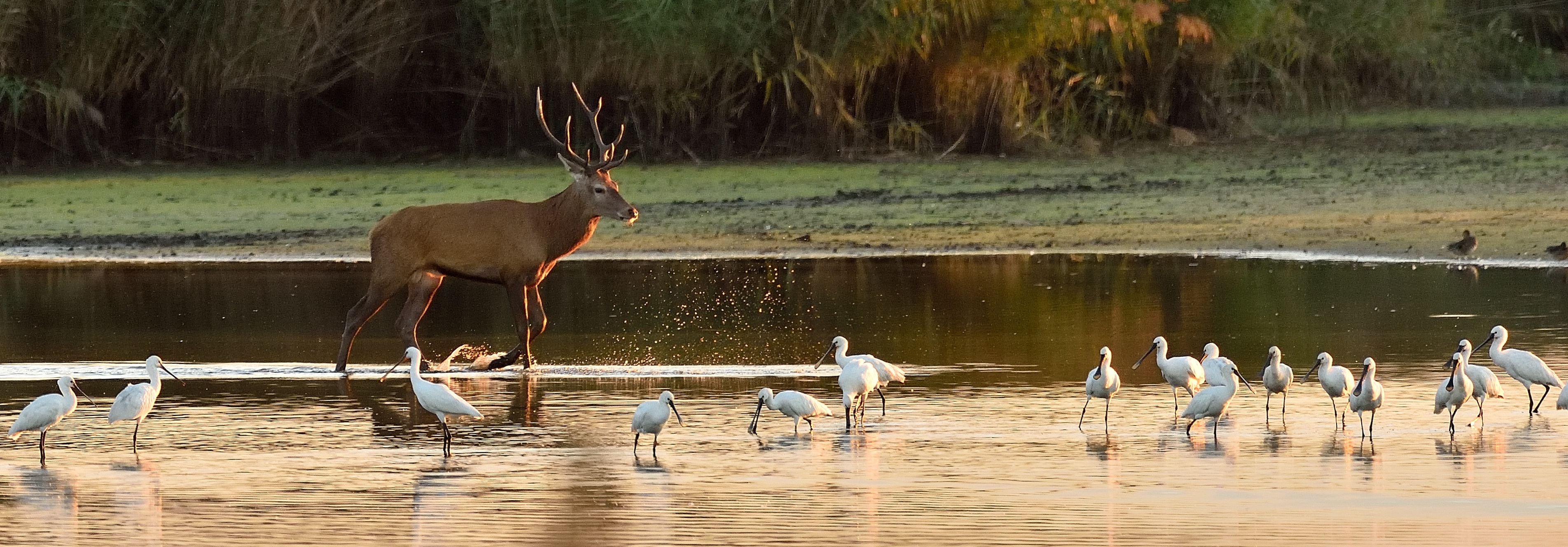 Cervus nippon - Foto di Bernard FLEURANDEAU da Pixabay