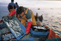 100.000 euro dal fondo Feamp per la commercializzazione del prodotto ittico (misura 5.68 Feamp)