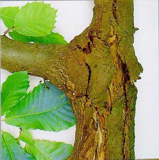 Fase avanzata infezione
