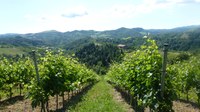Protezione fitosanitaria in viticoltura biologica: disponibili le presentazioni dell'evento