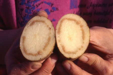 Misure di contrasto alla diffusione di Ralstonia solanacearum, agente patogeno del marciume bruno della patata