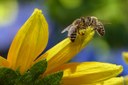 Aiutiamo le api e difendiamo i nostri giardini e orti dagli attacchi delle cimici