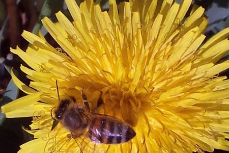 I bollettini per la difesa sostenibile del verde pubblico e privato tutelando le api