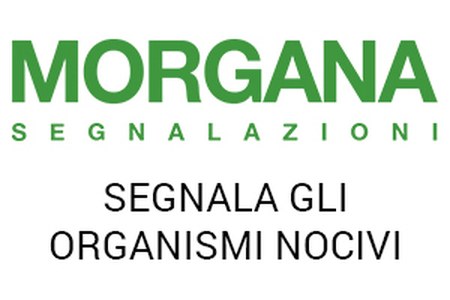 Segnala a Morgana insetti e organismi nocivi con un semplice click
