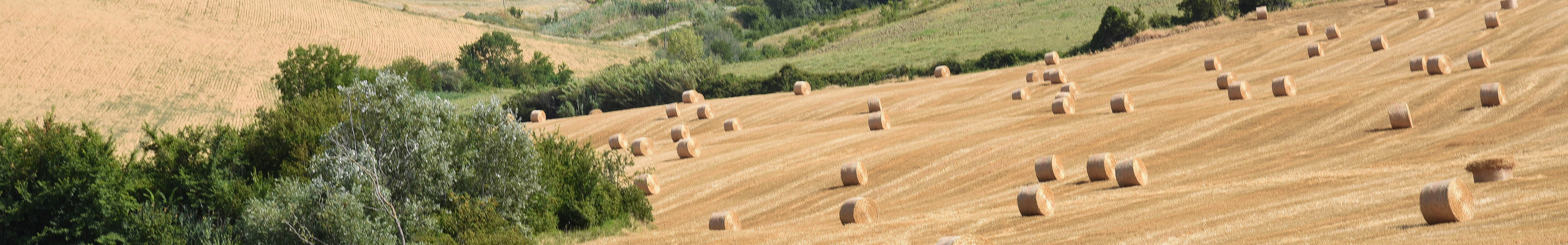 Paesaggio di collina con rotoballe di paglia