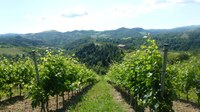 Protezione fitosanitaria in viticoltura biologica del 14 e 21 aprile 2022