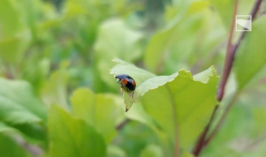 Brava coccinella!