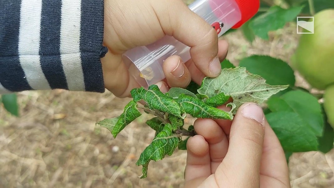 A caccia di insetti dannosi